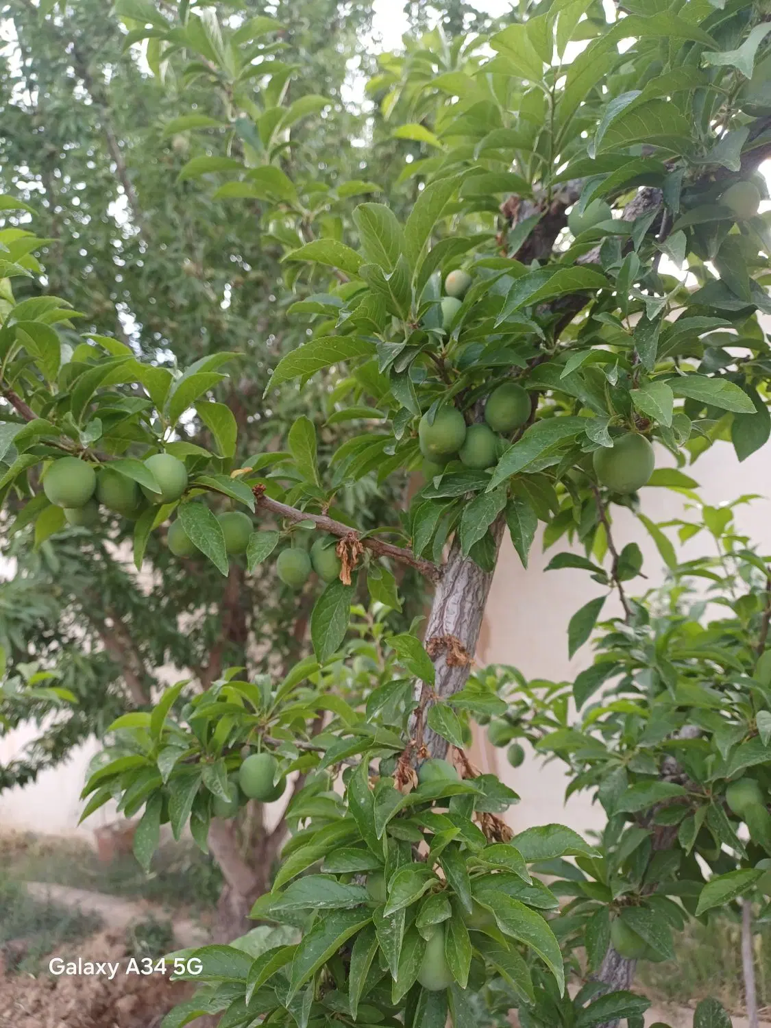 باغ سرسبز  در چهار باغ