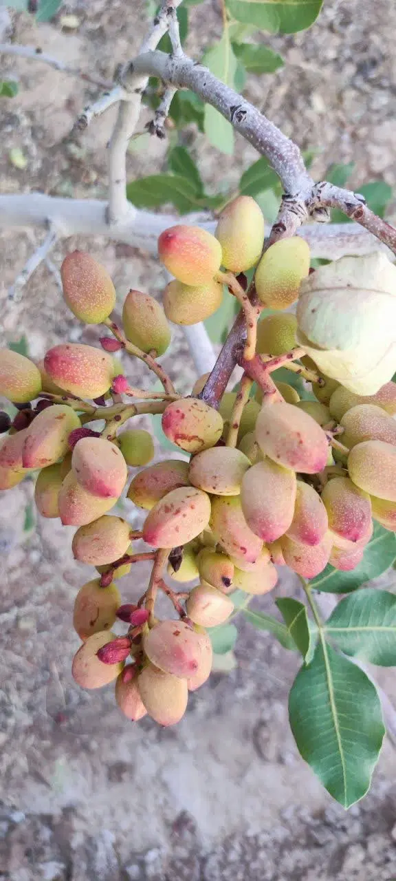باغ پسته