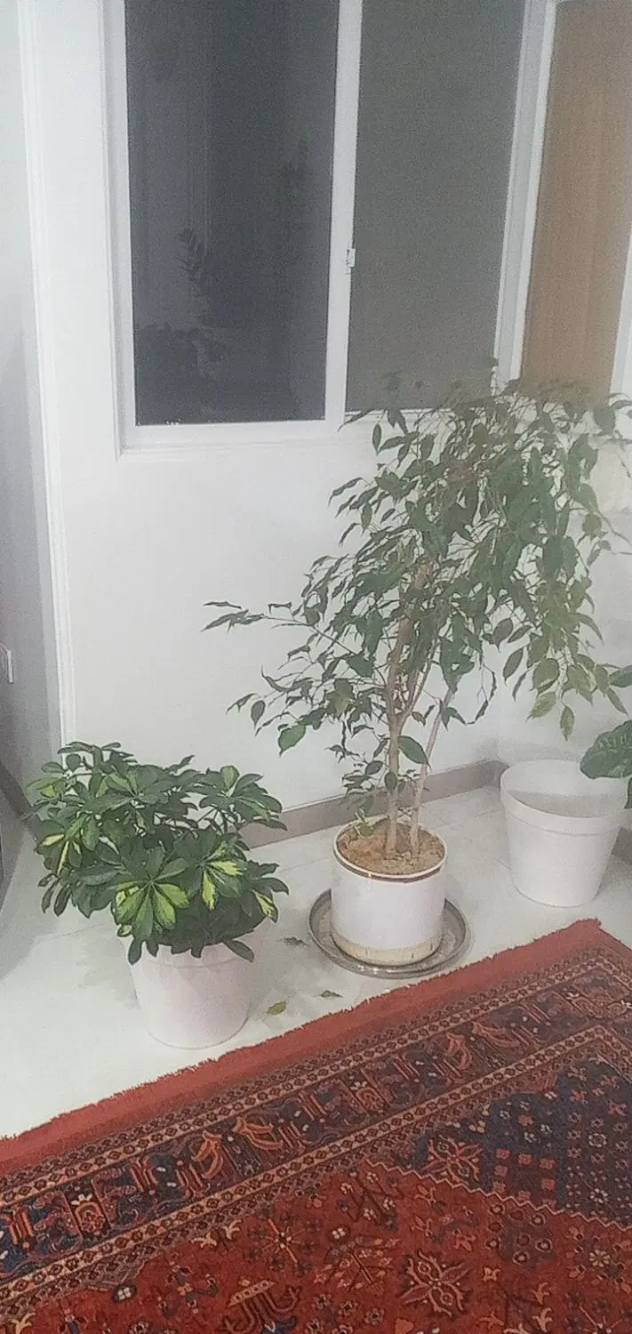 اجاره خانه