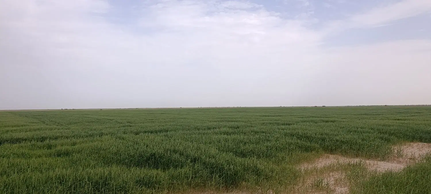 زمین کشاورزی