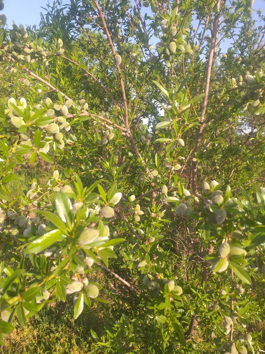 زمین باغ عمران