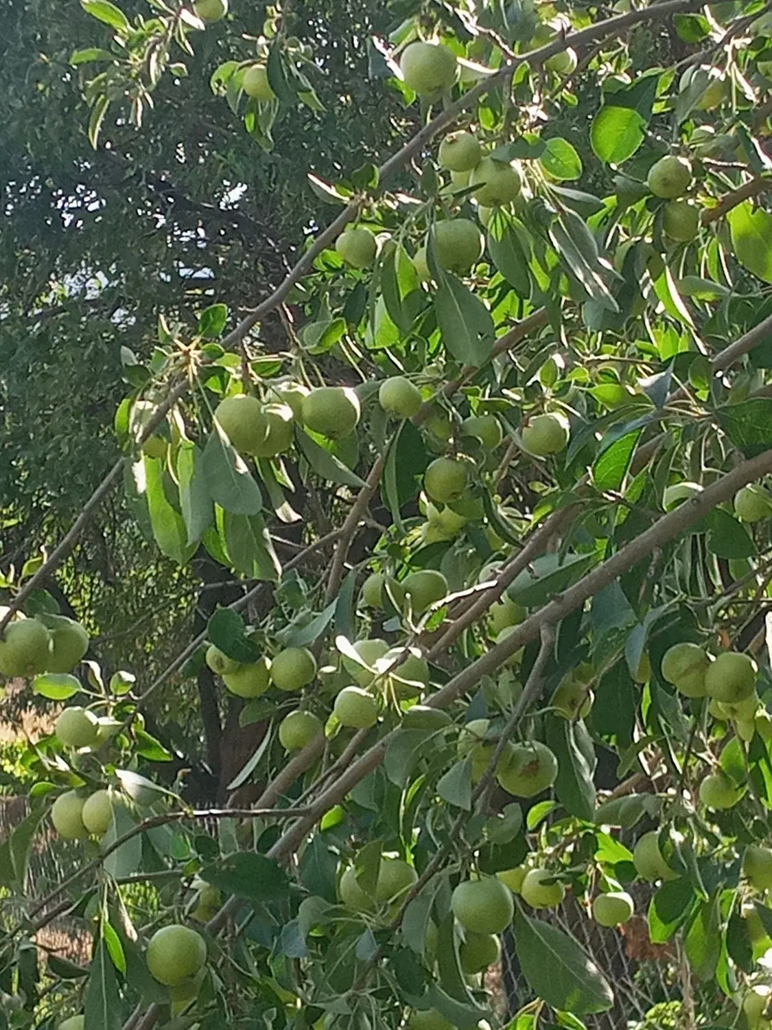 یک قواره زمین فروشی انجدان