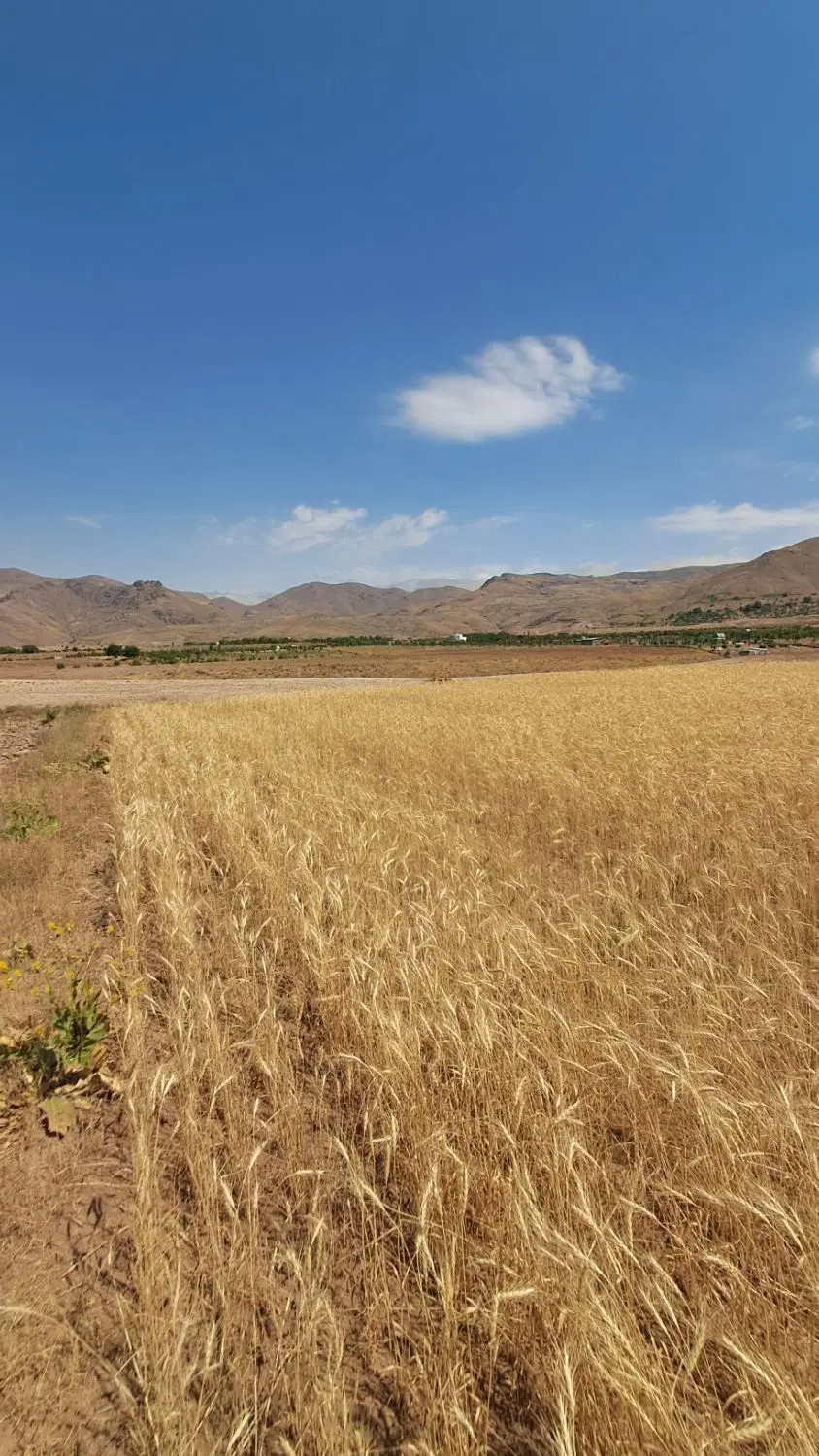 فروش زمین روستای رزجرد منطقه شهرک قائم