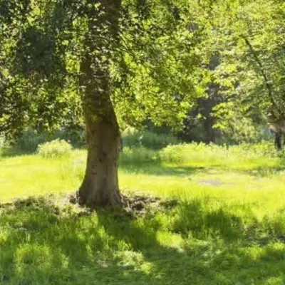 زمین تجاری مسکونی