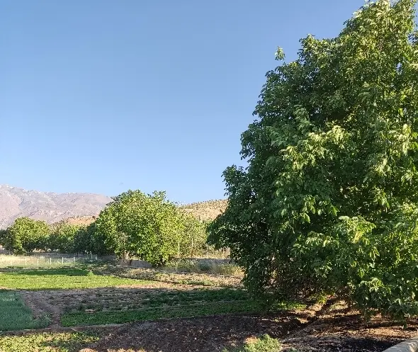 باغ بر اتوبان حشمت اباد