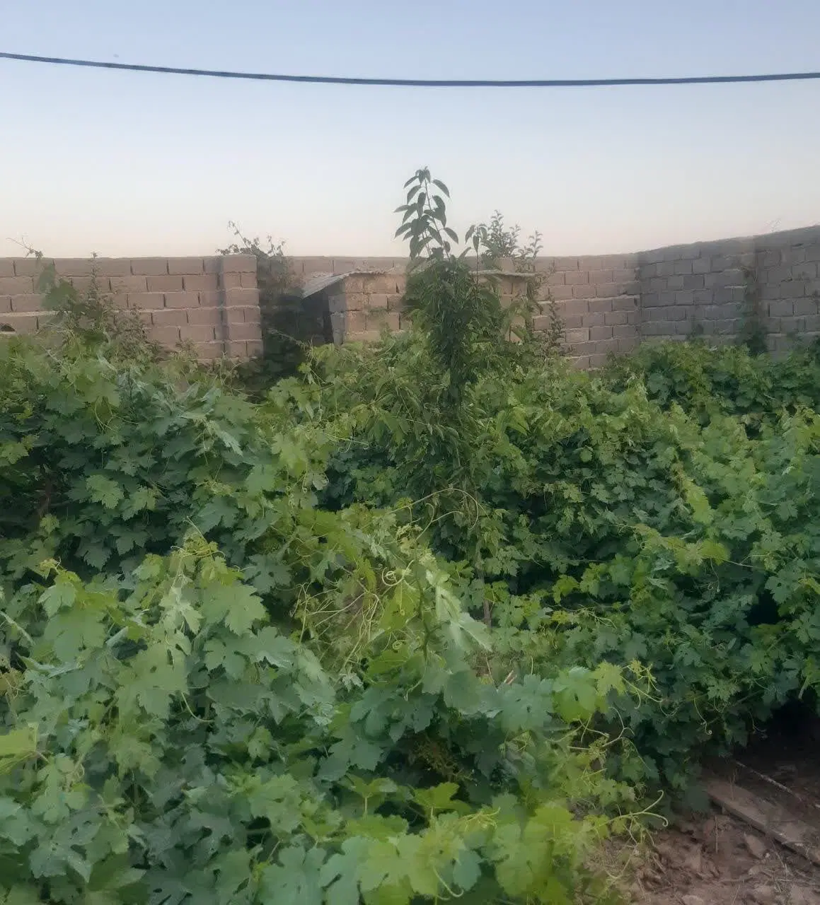 باغ ۱۰۰۰ متری