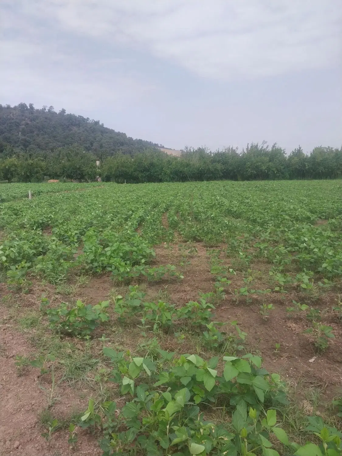 زمین کشاورزی
