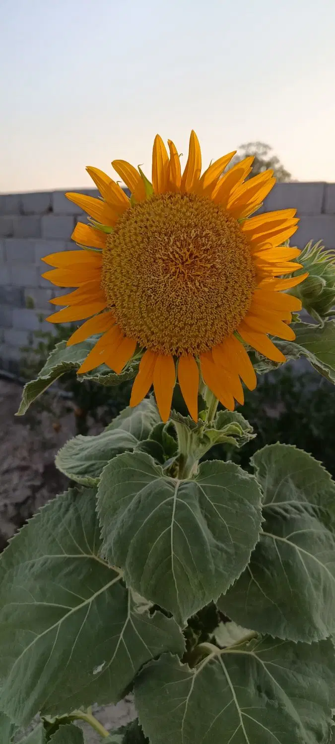 باغچه انار