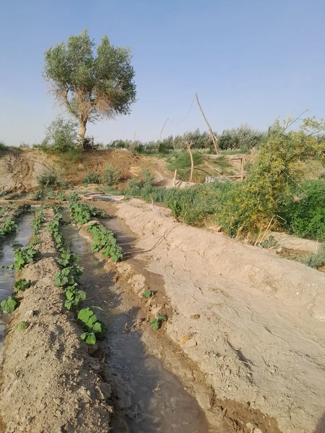 زمین