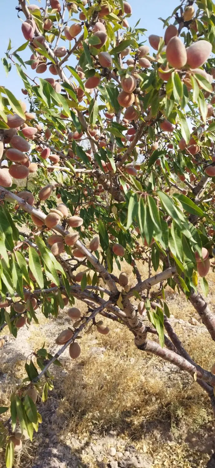 یک قطعه زمین در روستای انرجان