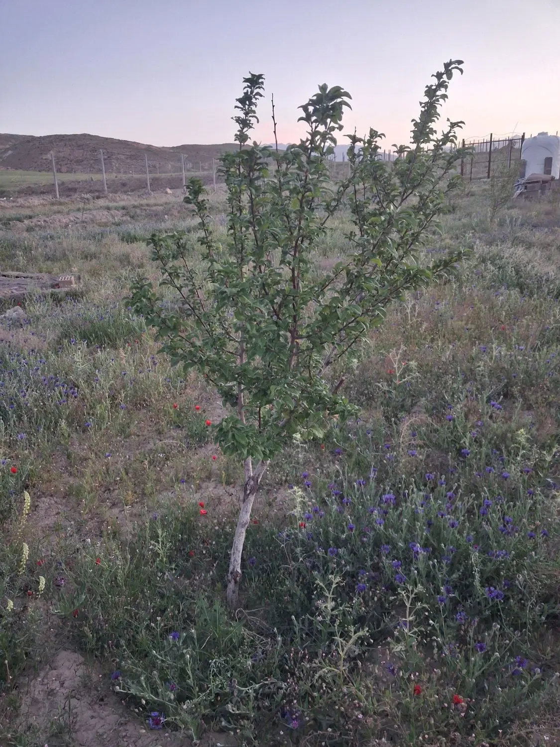 زمین باغی آبشینه(ضیا الدین)