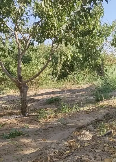 فروش باغ قلعه سفید (حسن اباد)