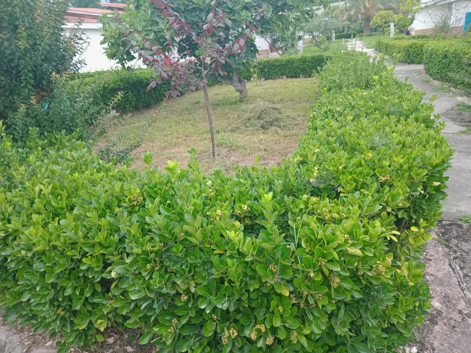 زمین جدول غوره مهریان