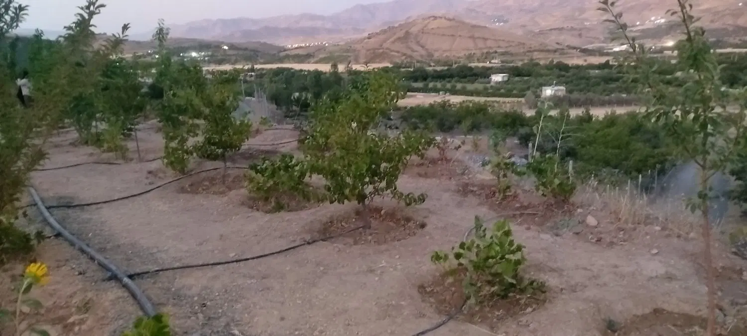 زمین کشاورزی ۵۰۰متری درحسن اباد