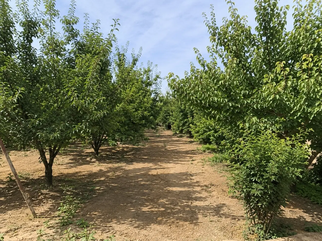 فروش باغ ۳۴۰۰ متری با درختان ۱۵ ساله و آب