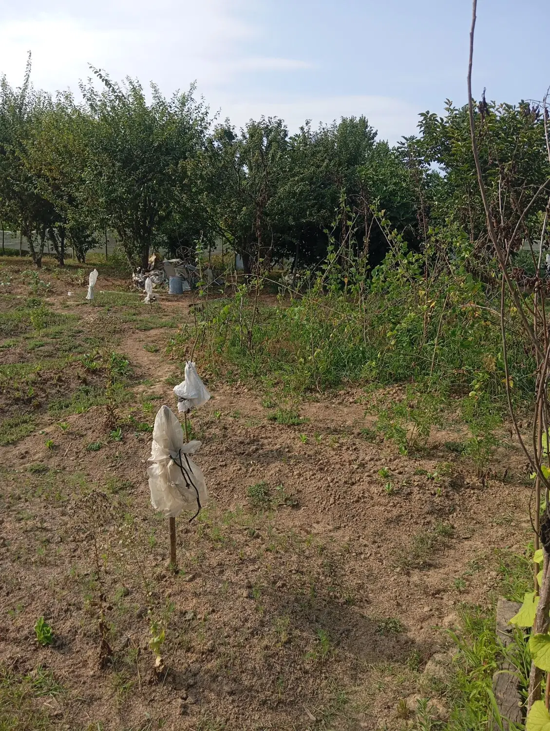 زمین مسکونی روستای ماشاتوک