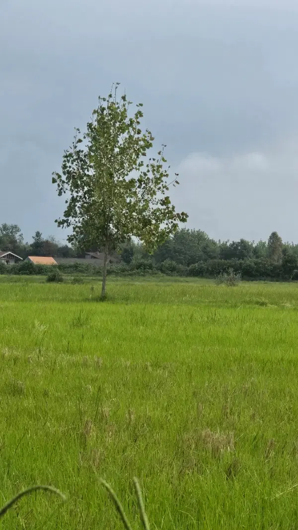 زمین در بیج نزدیکی گلسار