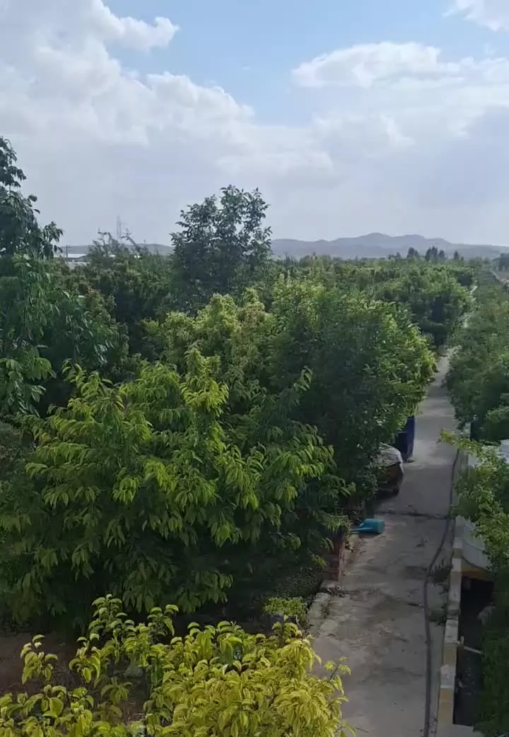 باغ و باغچه 300متری
