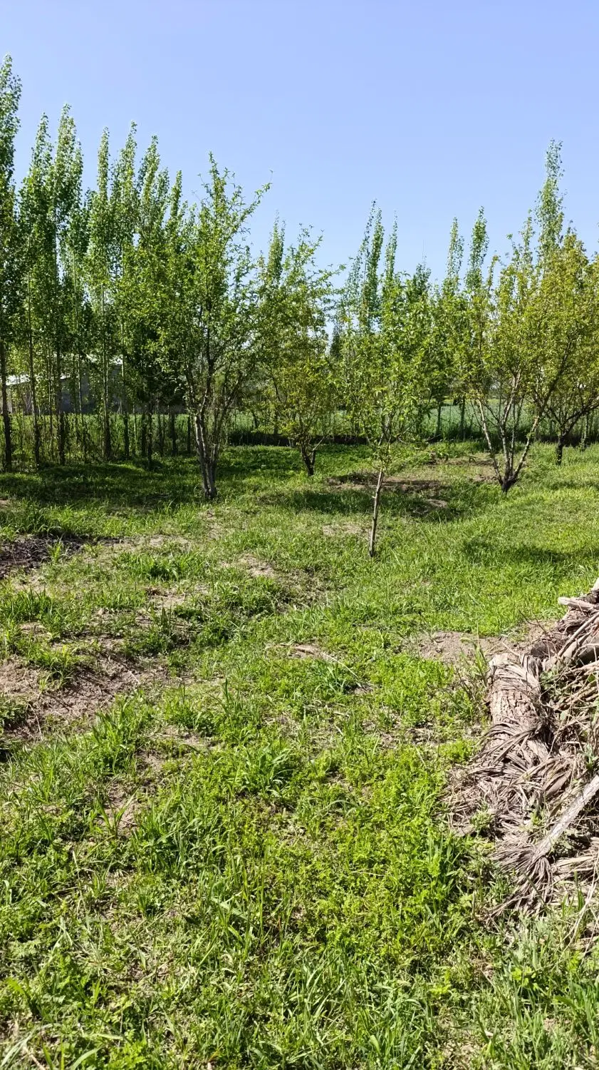 باغچه ۴۰۰ متری نقلی بسیار زیبا