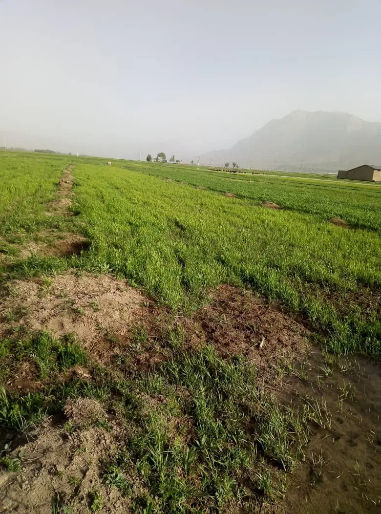 فروش زمین کشاورزی -باغی