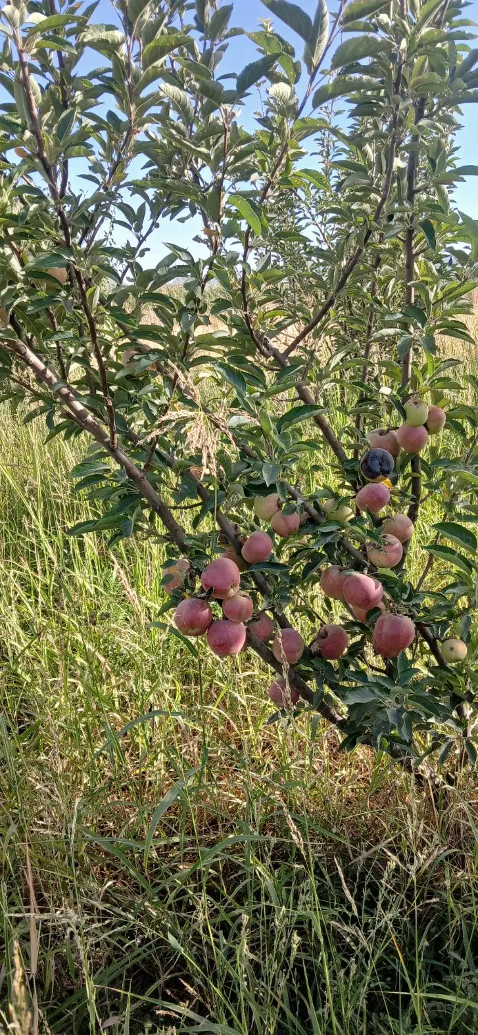 باغ (شهرگهواره)