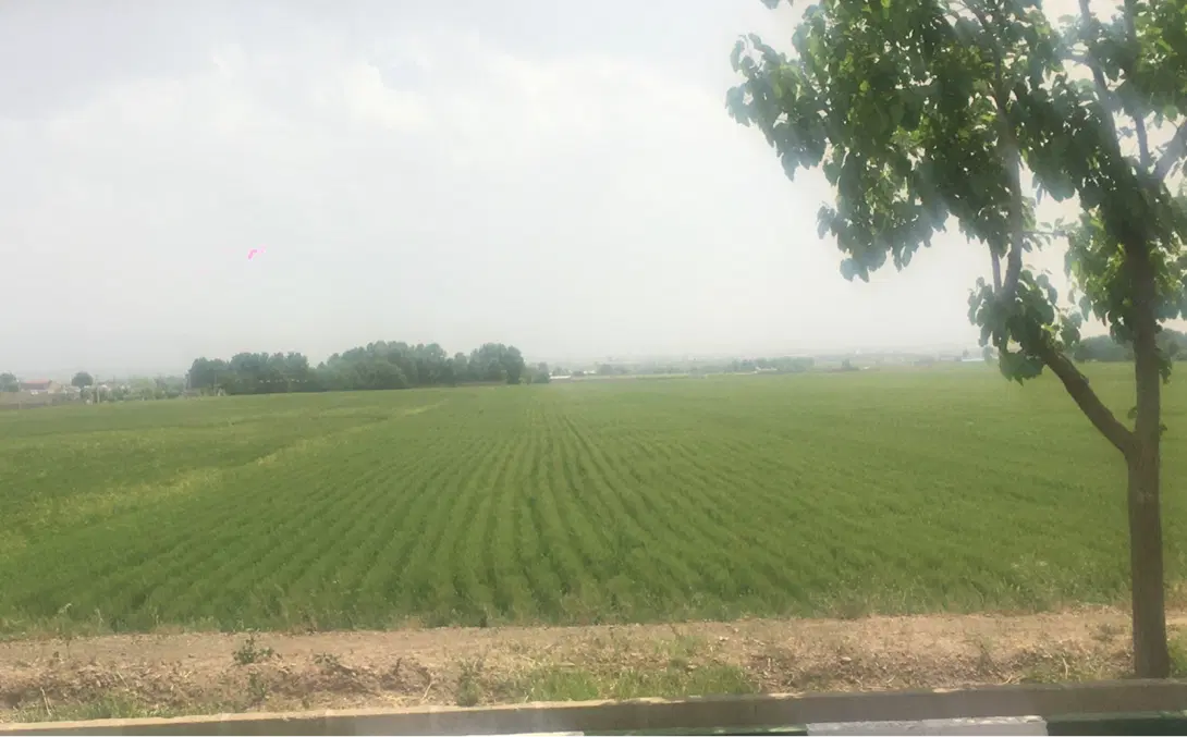 زمین باغ کشاورزی گردو بادام تبریزی(آگهی شخصی)