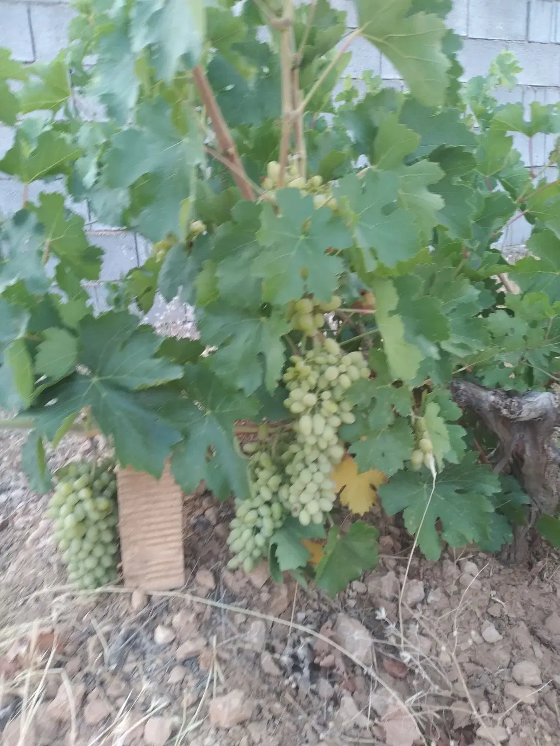 فروش باغ شهری زرقان تنگ چشمه