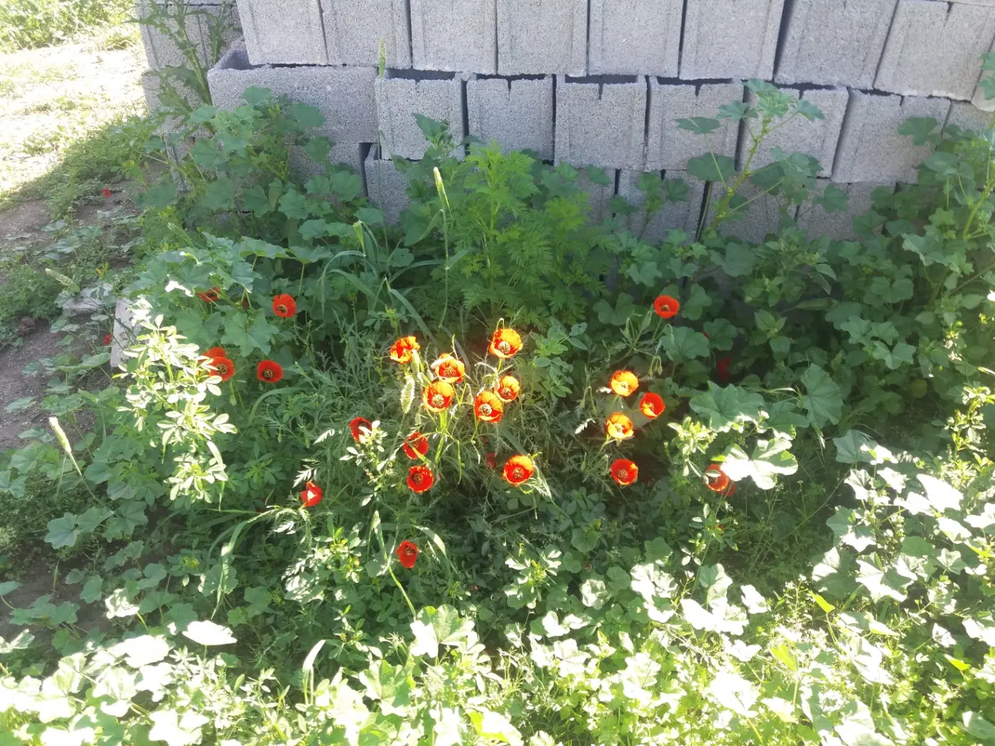 زمین ابتدای چائی بویین داخل کوچه ، بالای ۷۰۰متر