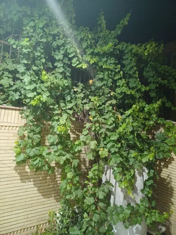 ویلایی دو طبقه