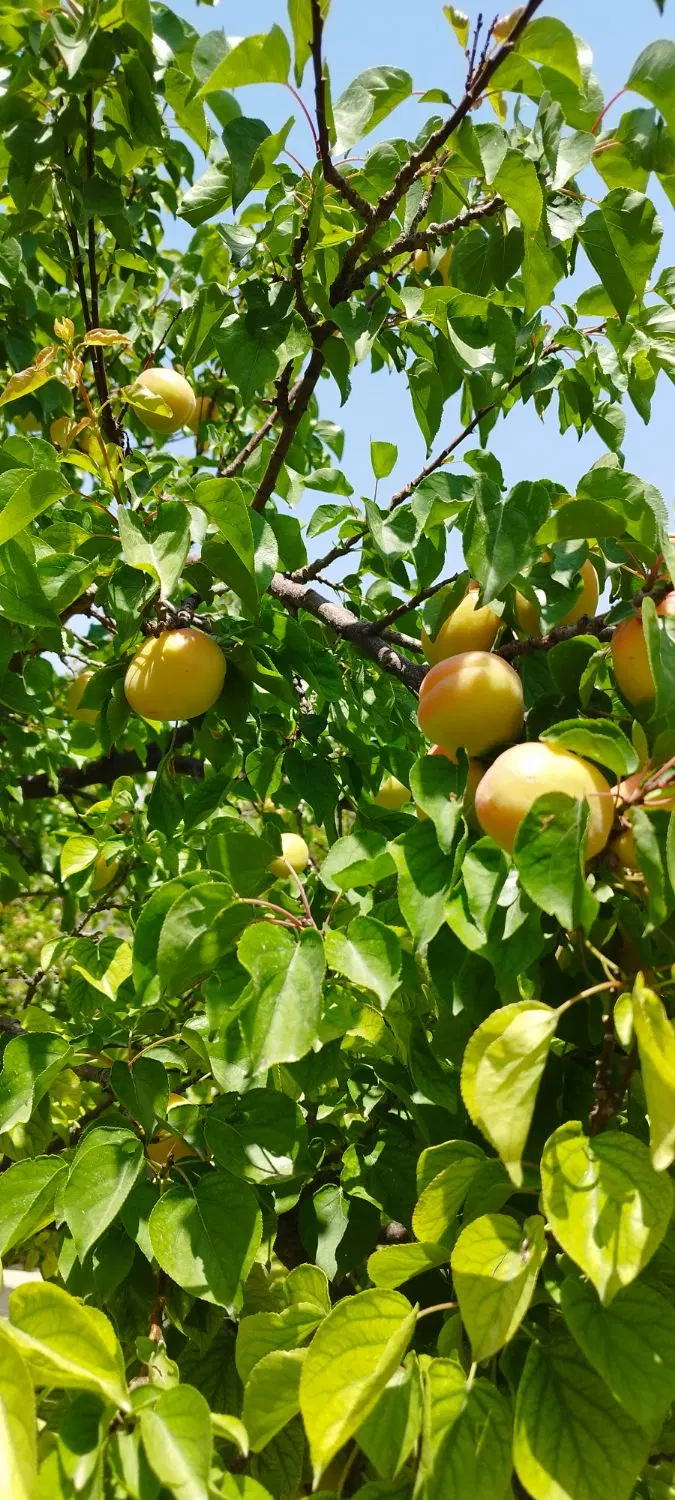 باغچه چهار دیواری بحر خیابان اصلی