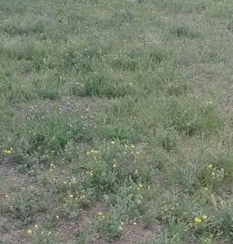 زمین مجاور ویلاشهر