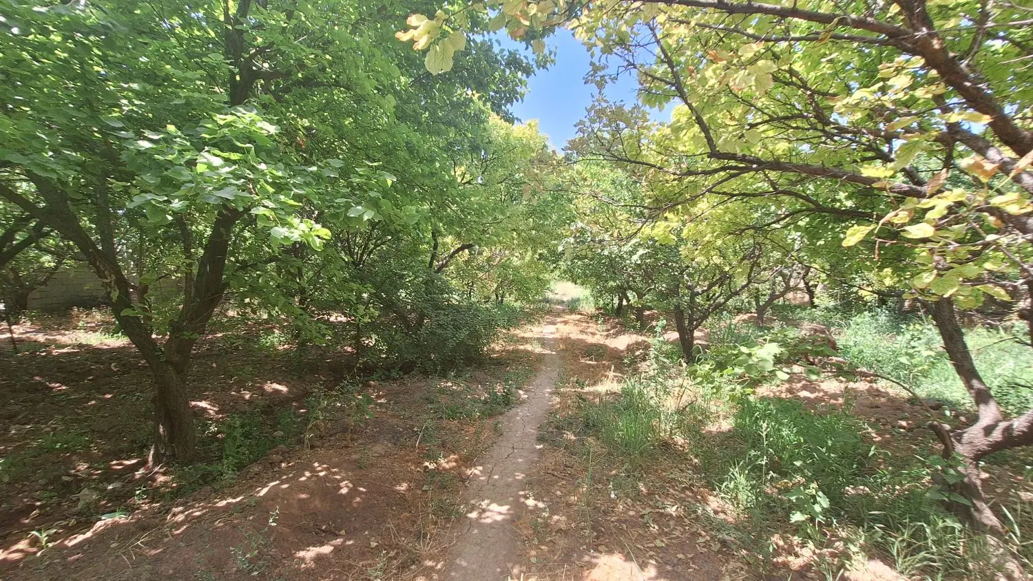 سند شش دانگ هرجاب