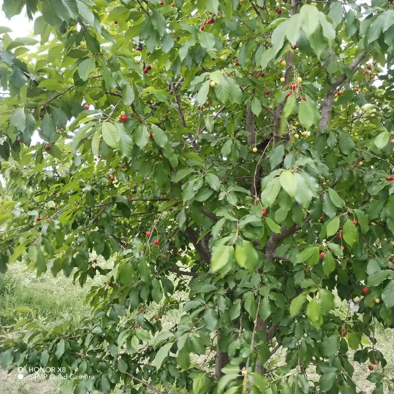باغ سند ملکی محسن آباد معاوضه و نقدی
