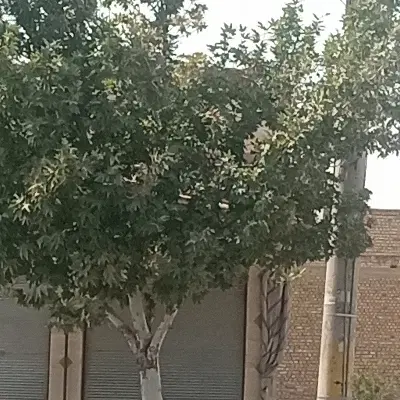 زمین باغ مواضع با جاخونه یا ماشین