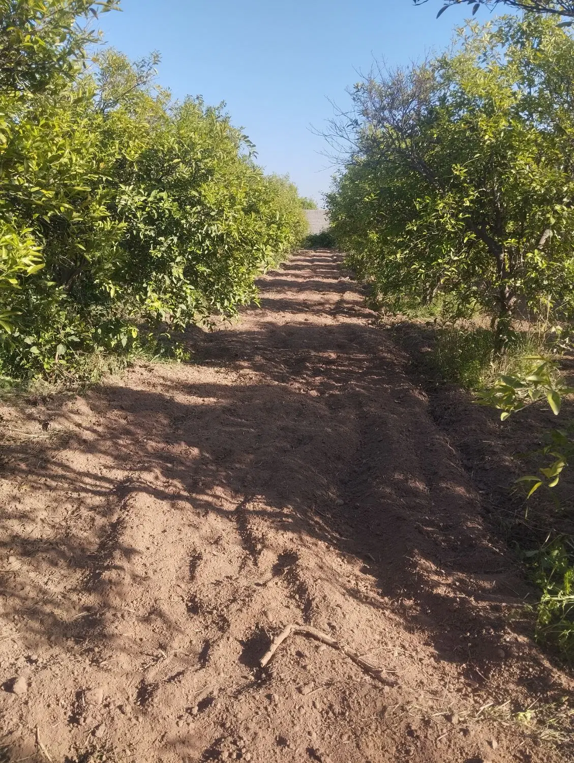 فروش باغچه در جاده خوشبختی برای باغچه و ویلا