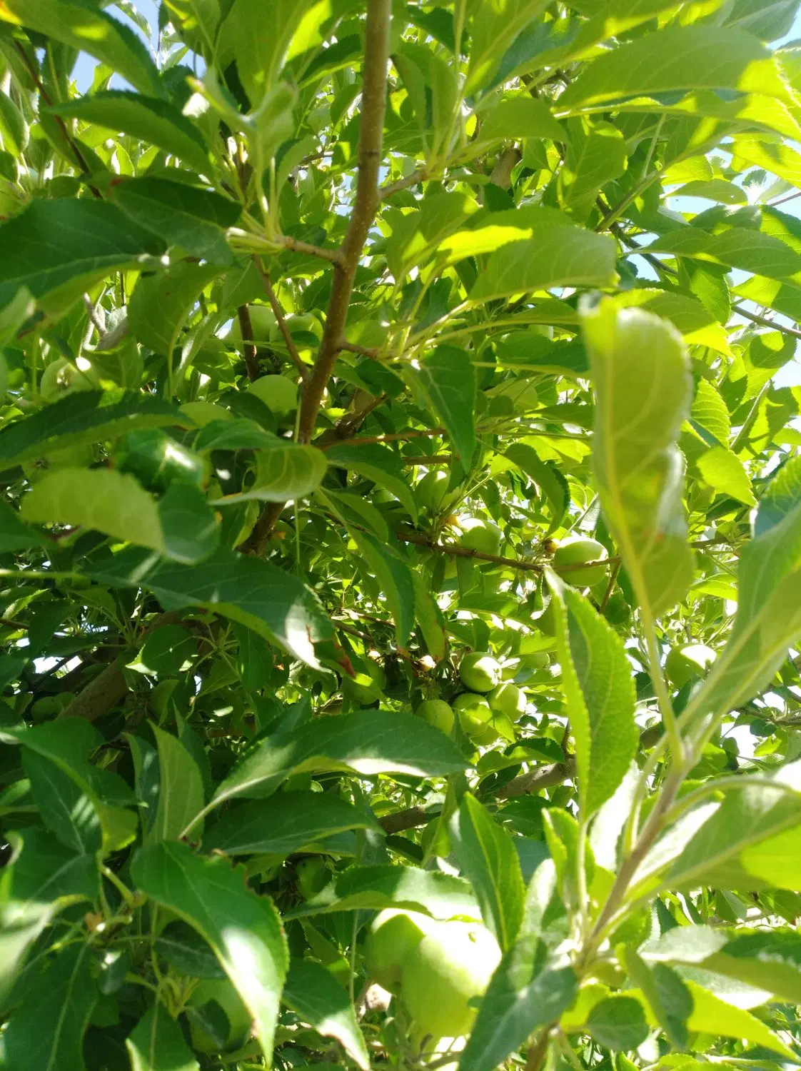 زمین کشاورزی دیم