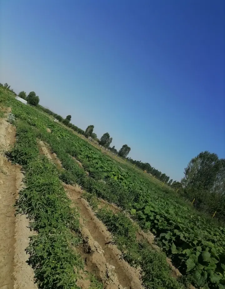 باغ 4660 متر