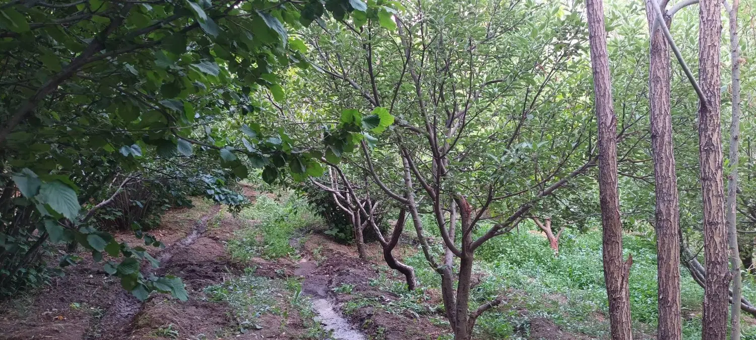 باغ میوه