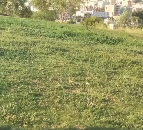 ۲۴۲زمین دارای پروانه ۲۰۰متری جاده سی سخت گوشه