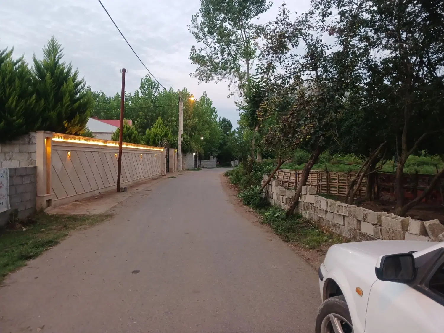 زمین سندار تک برگ