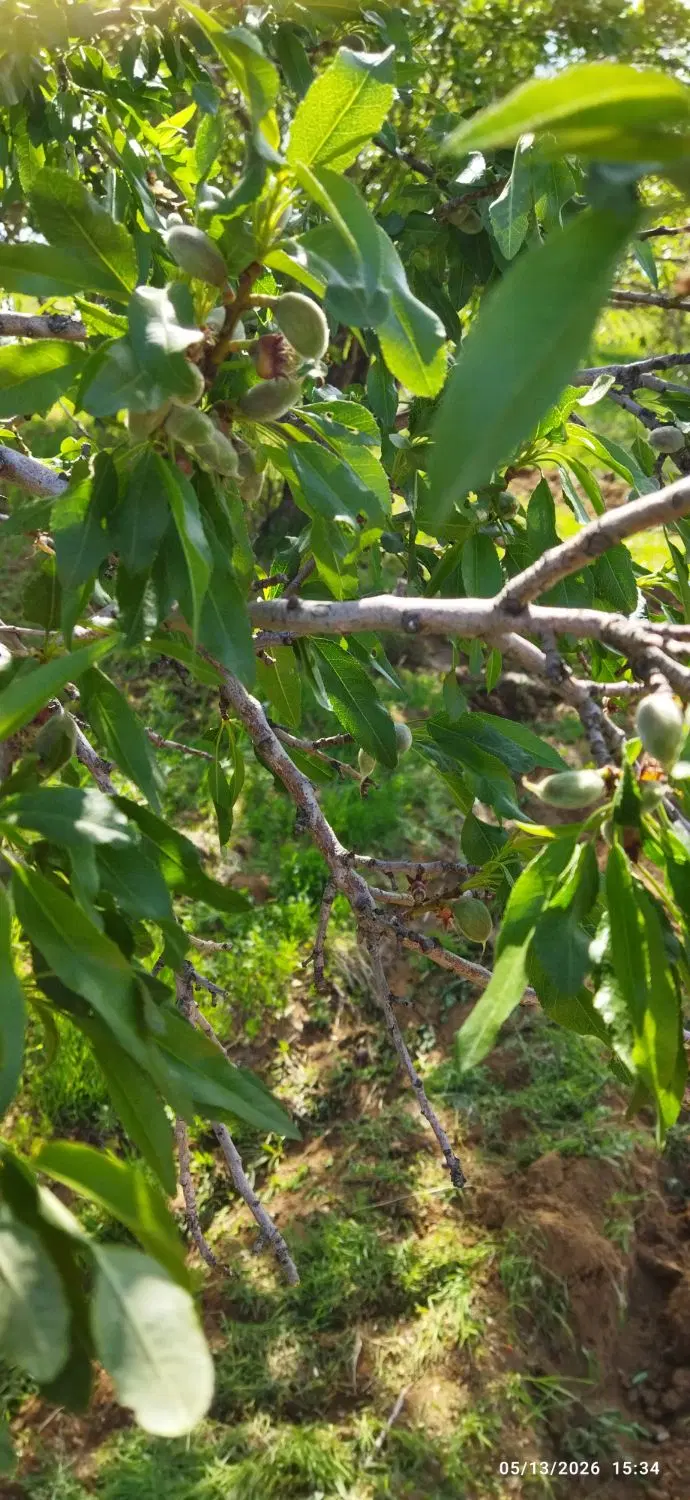 دوقطعه زمین درروستای دودانگه