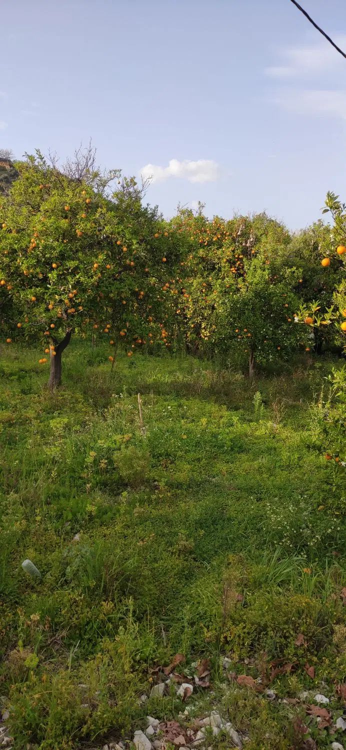 فروش زمین باغی