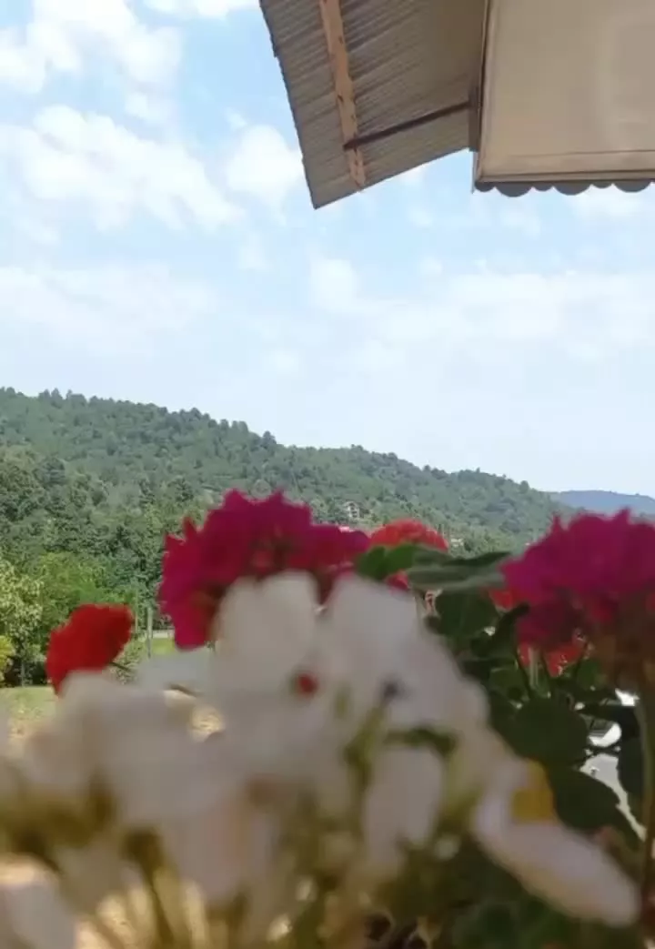 اجاره روزانه_هفتگی_کلبه زیبا در مکانی سرسبز وآرام