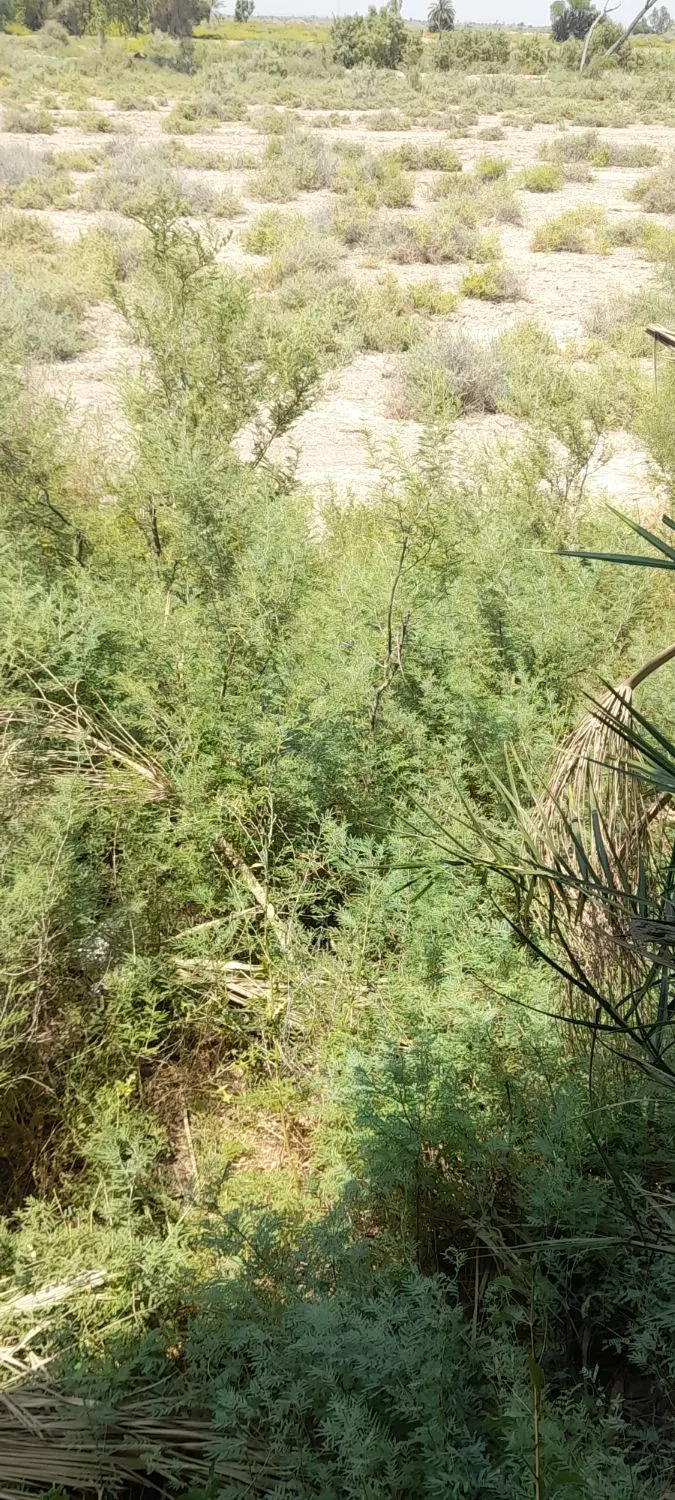 فروش زمین ۲۰۰ متری تجاری