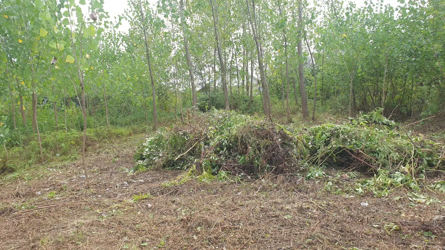 زمین مسکونی لاهیجان روستای میان محله گلرودبار
