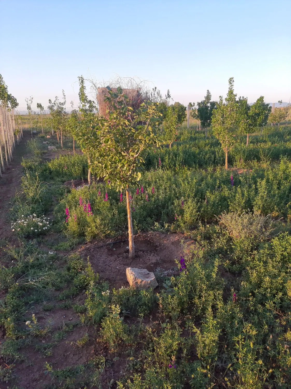 باغ با اتاقک سویسی و آلاچیق سنتی