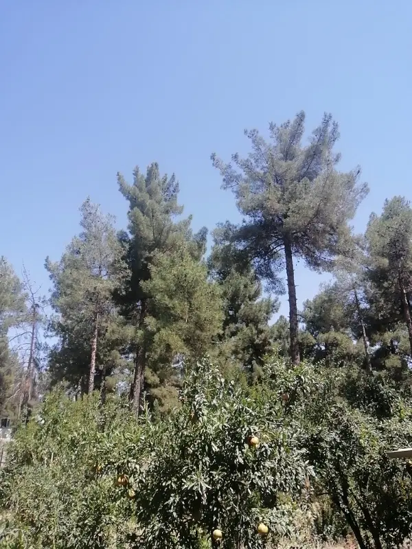 فروش باغ گویم