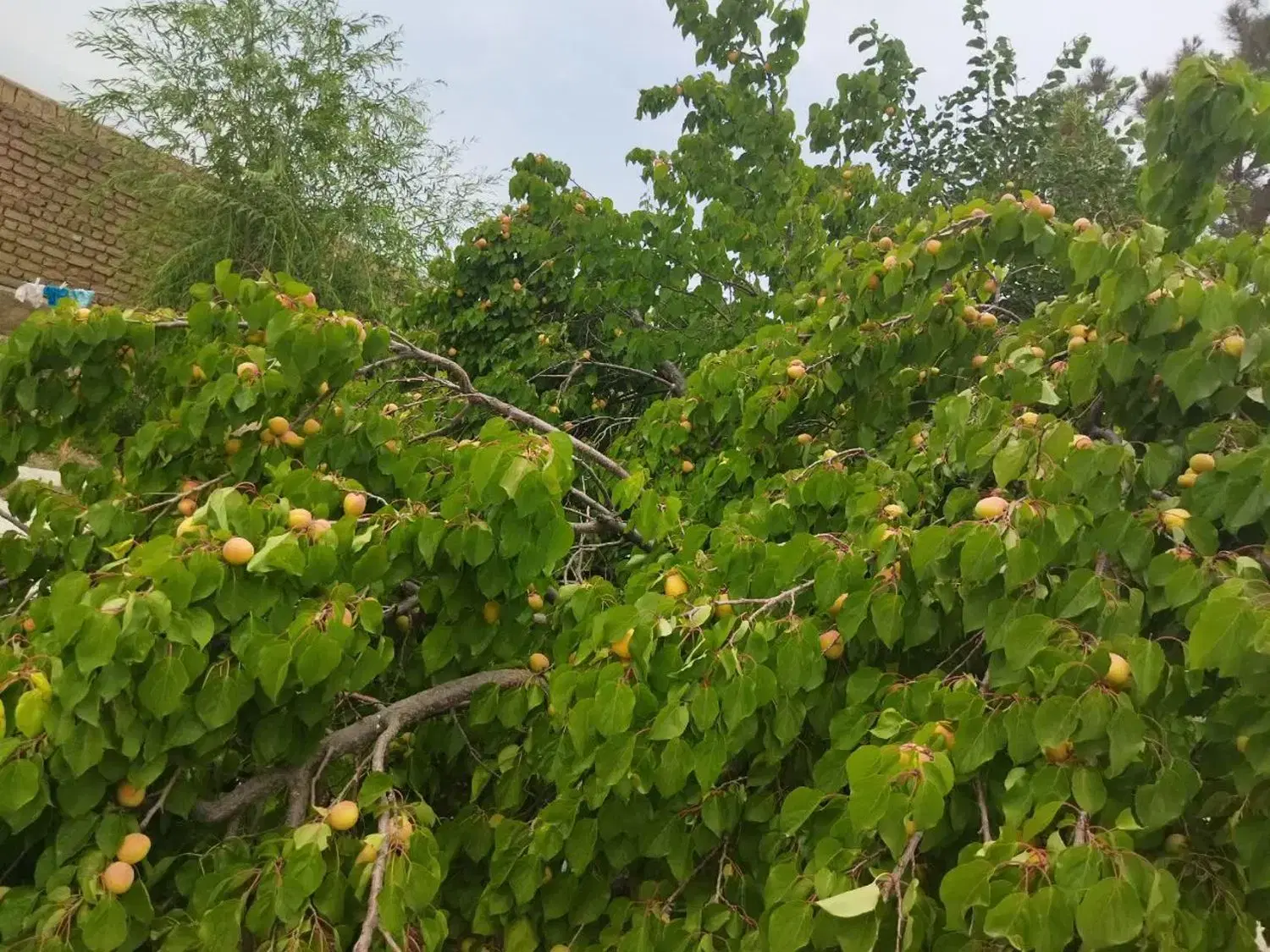 خانه فروشی ویلایی