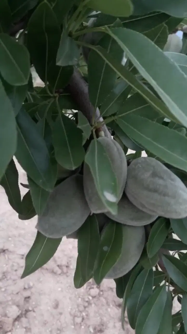 باغ بادام
