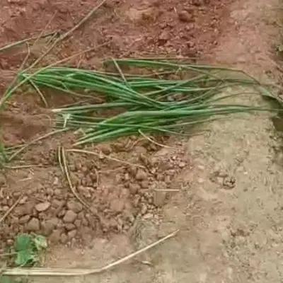 زمین۱۵۰متری